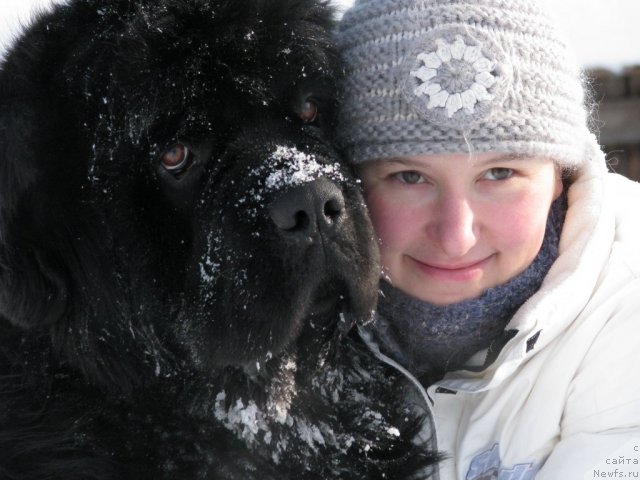 Фото: ньюфаундленд Иван Царевич из Тихого Омута (Ivan Tsarevich iz Tihogo Omuta), Ирина Чистякова