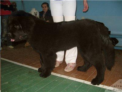 Фото: ньюфаундленд Алабама