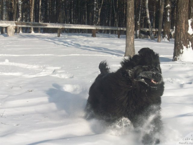 Фото: ньюфаундленд Ярада из Сибирской Глубинки (Yarada iz Sibirskoy Glubinki)