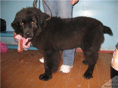 Фото: ньюфаундленд Арабелла