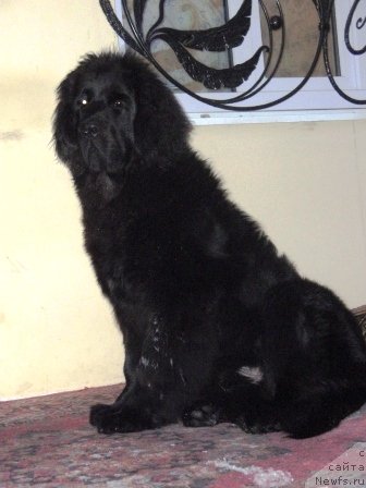 Фото: ньюфаундленд Ньюфорт Настоящий Мачо