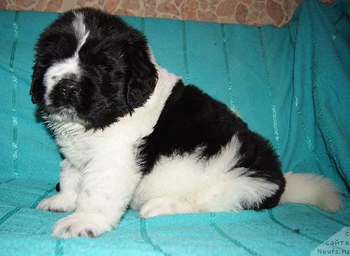 Фото: ньюфаундленд Супер Бизон Екатеринбург (Super Bizon Ekaterinburg)