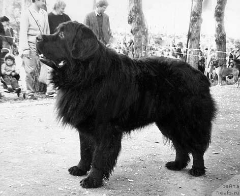 Фото: ньюфаундленд Трули-Грейт Ир Фар