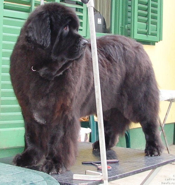 Фото: Corazon vom Darius Land (5 years old)