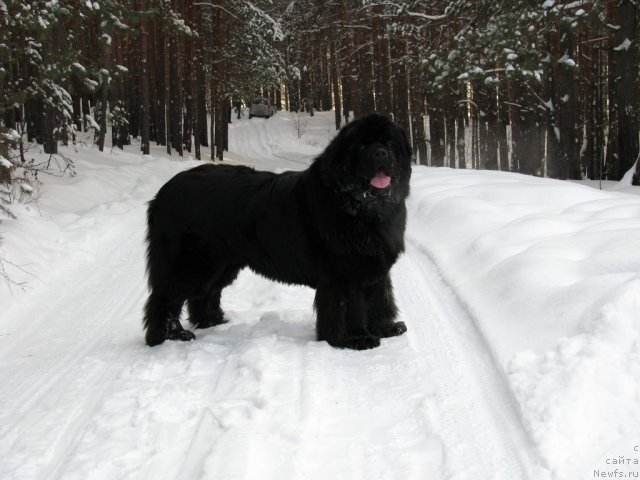 Фото: ньюфаундленд Иван Царевич из Тихого Омута (Ivan Tsarevich iz Tihogo Omuta)