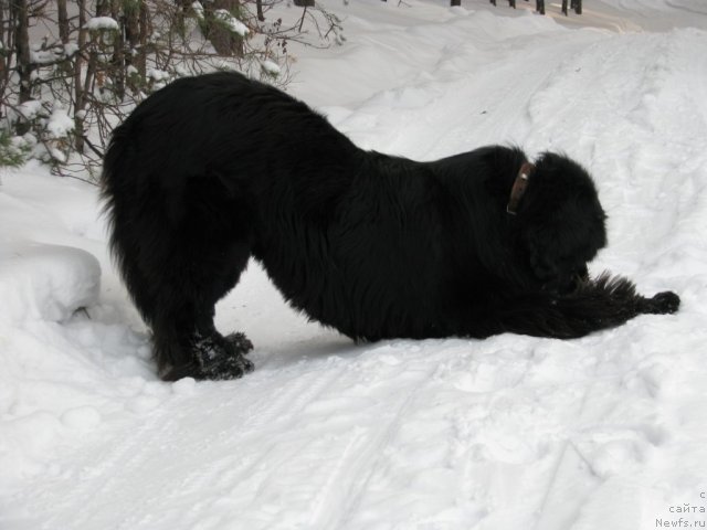 Фото: ньюфаундленд Иван Царевич из Тихого Омута (Ivan Tsarevich iz Tihogo Omuta)