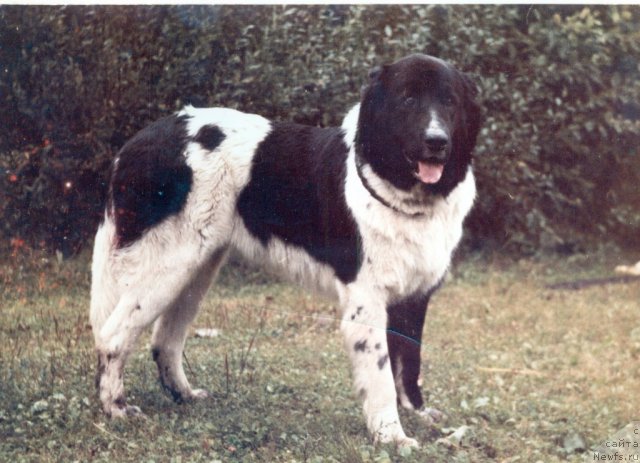 Фото: ньюфаундленд Варвара