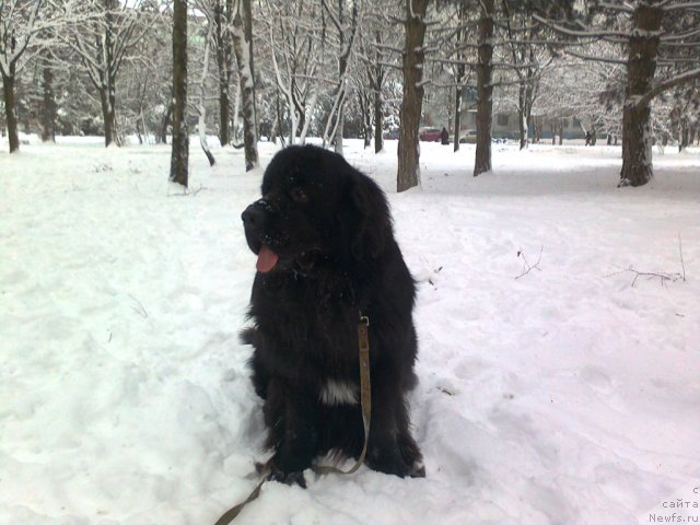 Фото: ньюфаундленд Кипер Соул Долгожданный Миша