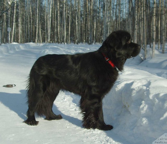 Фото: ньюфаундленд Акватория Келвин Кадриль (Aquatoriya Kelvin Kadril)