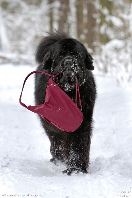 Фото: ньюфаундленд Пчёлкин Дом Вениамин (Pchiolkin Dom Veniamin)
