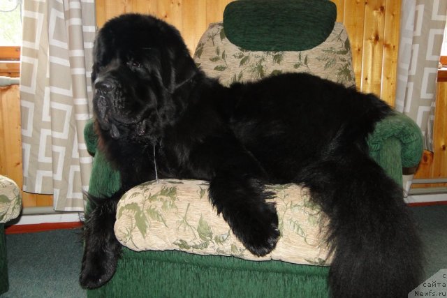 Фото: ньюфаундленд Пчёлкин Дом Вениамин (Pchiolkin Dom Veniamin)