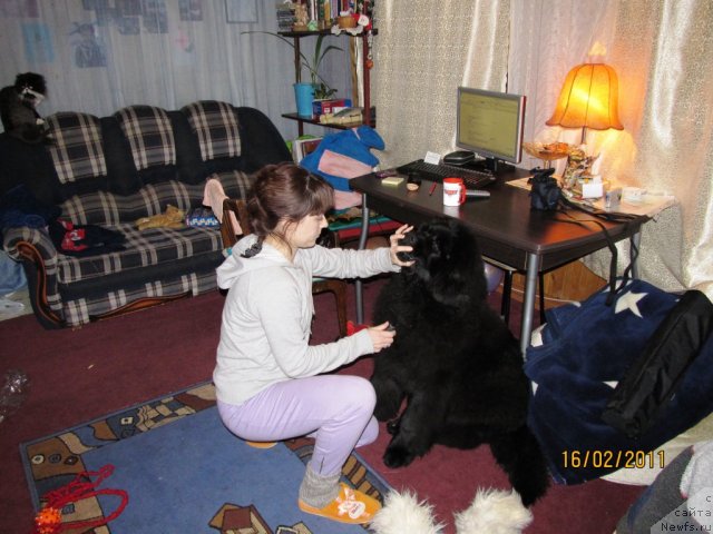 Фото: ньюфаундленд Их Высочество Владлена Маджикс, Ирина Нистратова