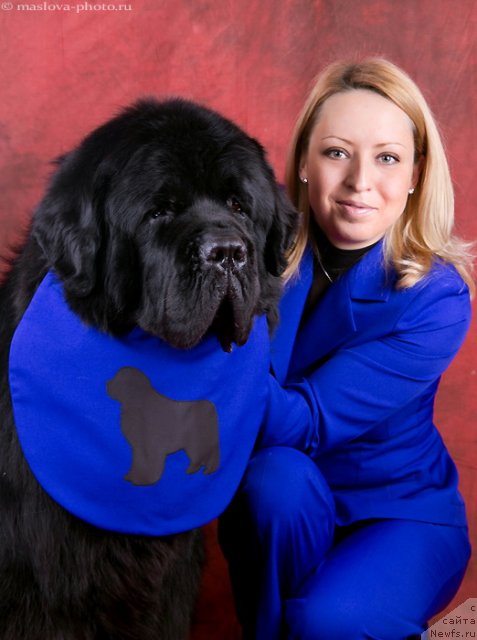 Фото: ньюфаундленд Пчёлкин Дом Вениамин (Pchiolkin Dom Veniamin)