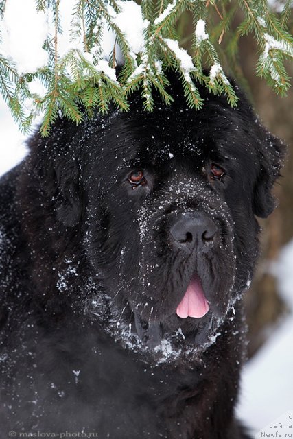 Фото: ньюфаундленд Пчёлкин Дом Вениамин (Pchiolkin Dom Veniamin)
