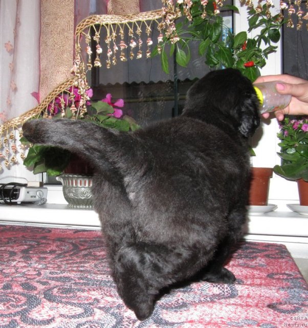 Фотография № 59470