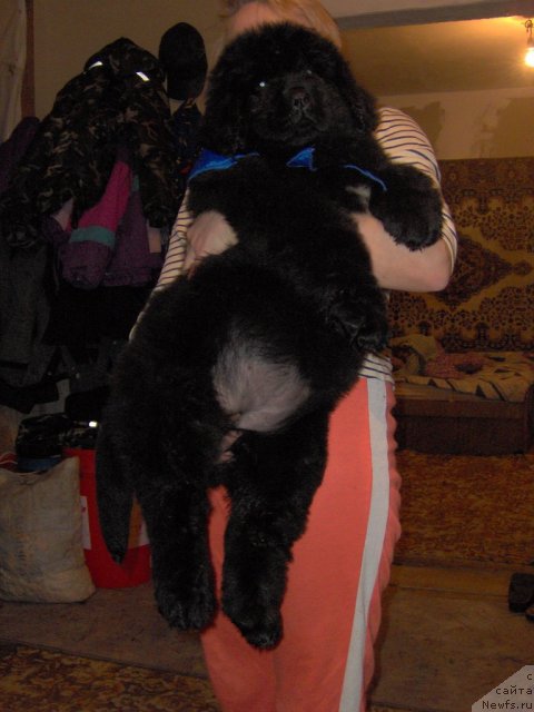 Фото: ньюфаундленд Плюшевая Панда Ванесса Мэй (Plushevaya Panda Vanessa Mey)