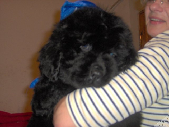 Фото: ньюфаундленд Плюшевая Панда Ванесса Мэй (Plushevaya Panda Vanessa Mey)