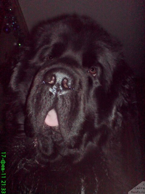 Фото: ньюфаундленд Уютная Долина Андрос Гриф, ньюфаундленд Уютная Долина Андрос Гриф