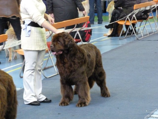 Фото: ньюфаундленд Kupava