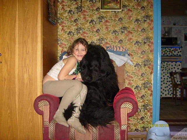 Фото: ньюфаундленд Ласкун Лунный Поцелуй