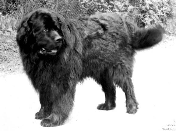 Фото: ньюфаундленд Флоко Танго