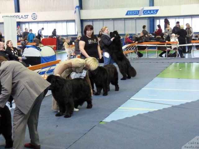 Фото: ньюфаундленд Endowed By Spirit Midnight Bear