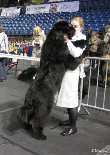 Фото: ньюфаундленд Inflame My Heart Midnight Bear, Анастасия Заливако