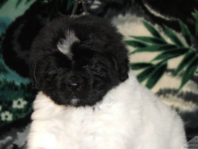 Фото: ньюфаундленд Плюшевая Панда Тайна Монрепо (Plushevaya Panda Tajna Monrepo)