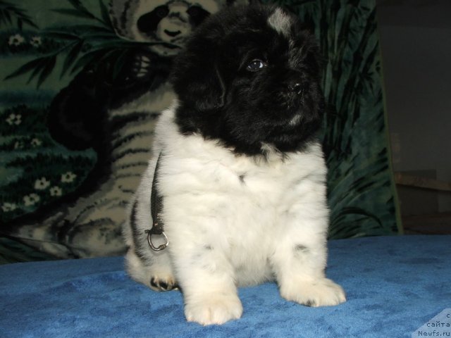 Фото: ньюфаундленд Плюшевая Панда Тайна Монрепо (Plushevaya Panda Tajna Monrepo)