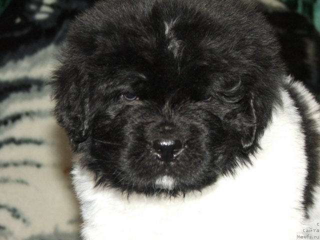 Фото: ньюфаундленд Плюшевая Панда Тодес (Plushevaya Panda Todes)