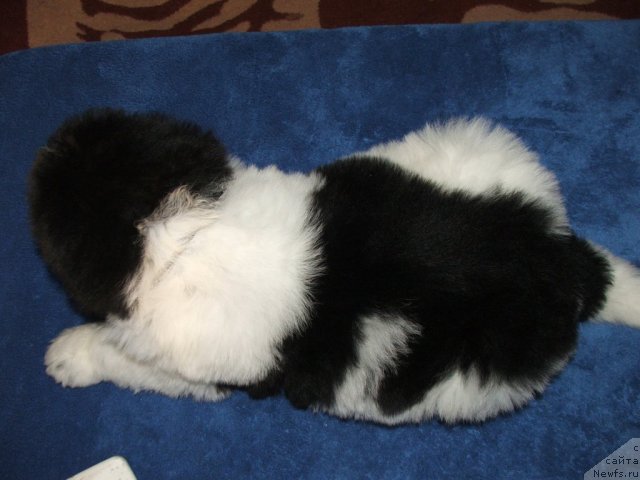 Фото: ньюфаундленд Плюшевая Панда Тодес (Plushevaya Panda Todes)