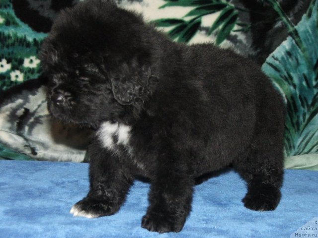 Фото: ньюфаундленд Плюшевая Панда Танго для тебя (Plushevaya Panda Tango Dlja Tebja)