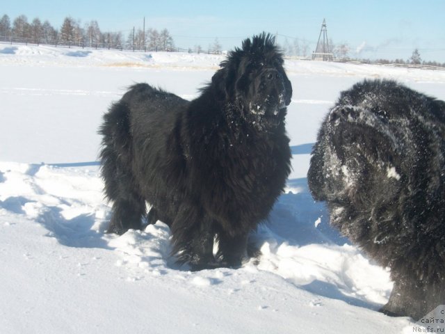 Фото: ньюфаундленд Карат из Медвежьего Яра (Karat iz Medvejyego Yara), ньюфаундленд Ярада из Сибирской Глубинки (Yarada iz Sibirskoy Glubinki)