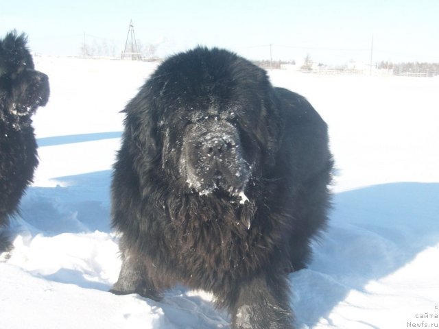 Фото: ньюфаундленд Карат из Медвежьего Яра (Karat iz Medvejyego Yara)
