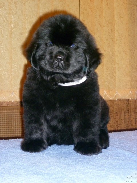 Фото: ньюфаундленд Уютная Долина Бьютифул Стар Фаворит