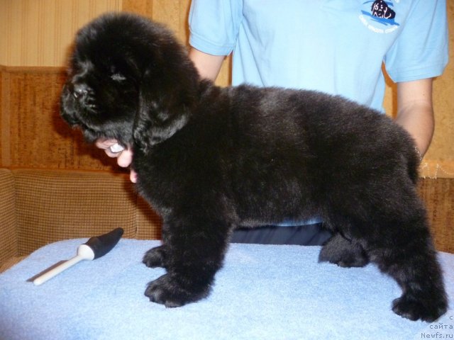 Фото: ньюфаундленд Уютная Долина Бьютифул Стар Фаворит