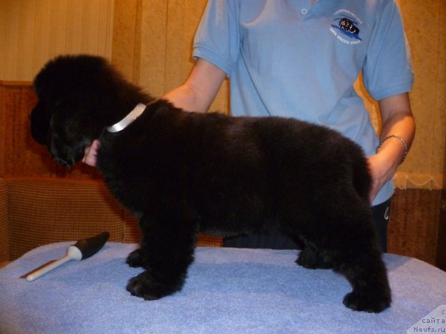 Фото: ньюфаундленд Уютная Долина Бьютифул Стар Фаворит