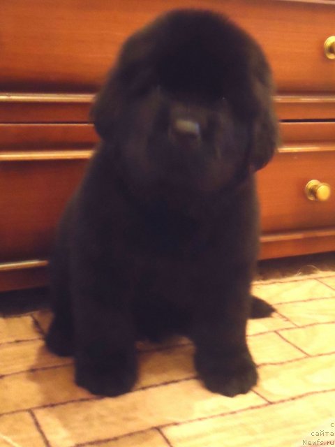 Фото: ньюфаундленд Уютная Долина Биг Бар Оф Голд