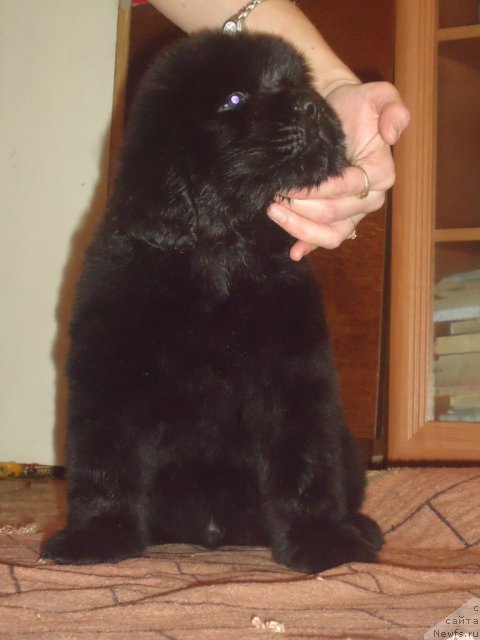 Фото: ньюфаундленд Уютная Долина Биг Бар Оф Голд