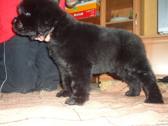 Фото: ньюфаундленд Уютная Долина Биг Бар Оф Голд