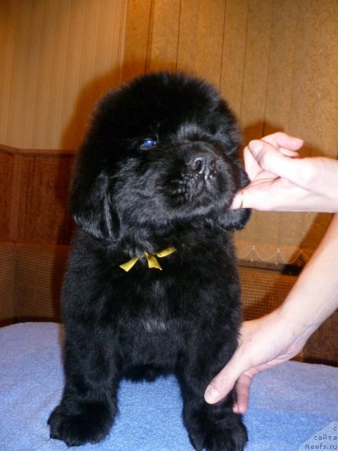 Фото: ньюфаундленд Уютная Долина Блисс оф Лайф