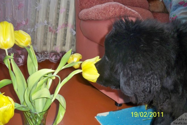 Фото: ньюфаундленд Смигар Волна Успеха