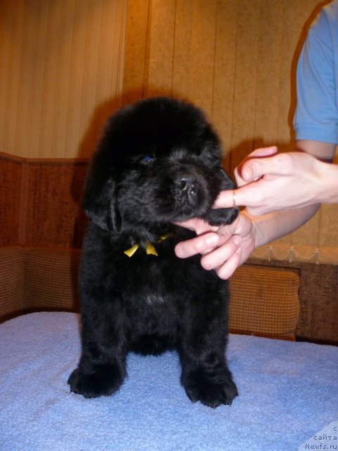 Фото: ньюфаундленд Уютная Долина Блисс оф Лайф