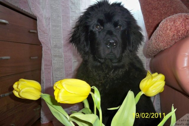 Фото: ньюфаундленд Смигар Волна Успеха