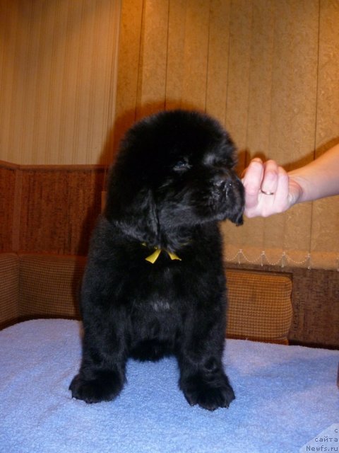 Фото: ньюфаундленд Уютная Долина Блисс оф Лайф