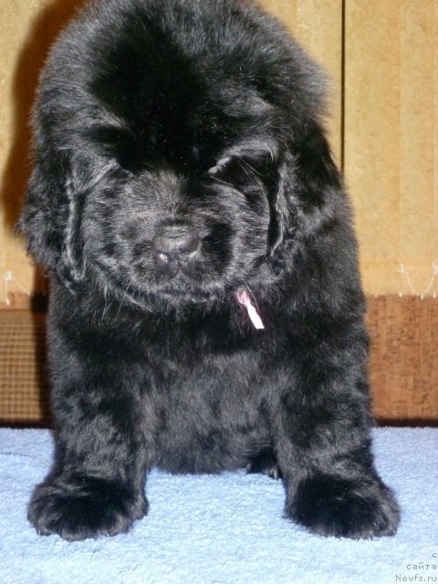 Фото: ньюфаундленд Уютная Долина Бассинда Гламур Лэйди