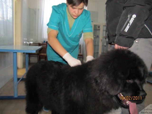 Фото: ньюфаундленд Их Высочество Владлена Маджикс