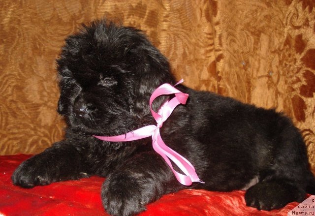 Фото: ньюфаундленд Их Высочество Вилана Блум (Ih Visochestvo Vilana Blum)