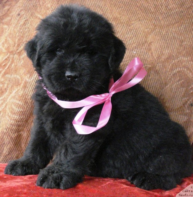 Фото: ньюфаундленд Их Высочество Вилана Блум (Ih Visochestvo Vilana Blum)