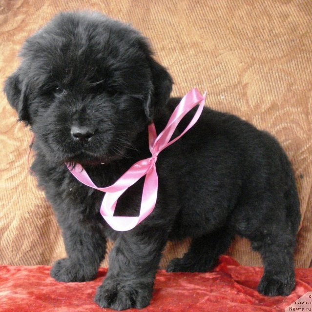 Фото: ньюфаундленд Их Высочество Вилана Блум (Ih Visochestvo Vilana Blum)